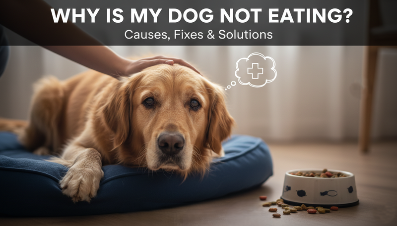 Why Is My Dog Not Eating Dog Food? Causes, Fixes ; Best Solutions