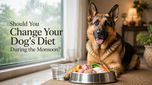Should You Change Your Dog's Diet During the Monsoon? A Complete Guide for Pet Parents