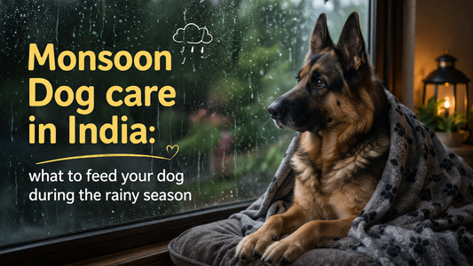 Monsoon Dog Care in India: What to Feed Your Dog During the Rainy Season