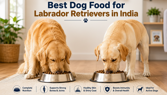 Best Dog Food for Labrador Retrievers in India - Complete Labrador Retrievers Diet Guide