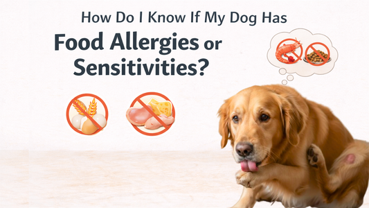 How Do I Know If My Dog Has Food Allergies or Sensitivities?