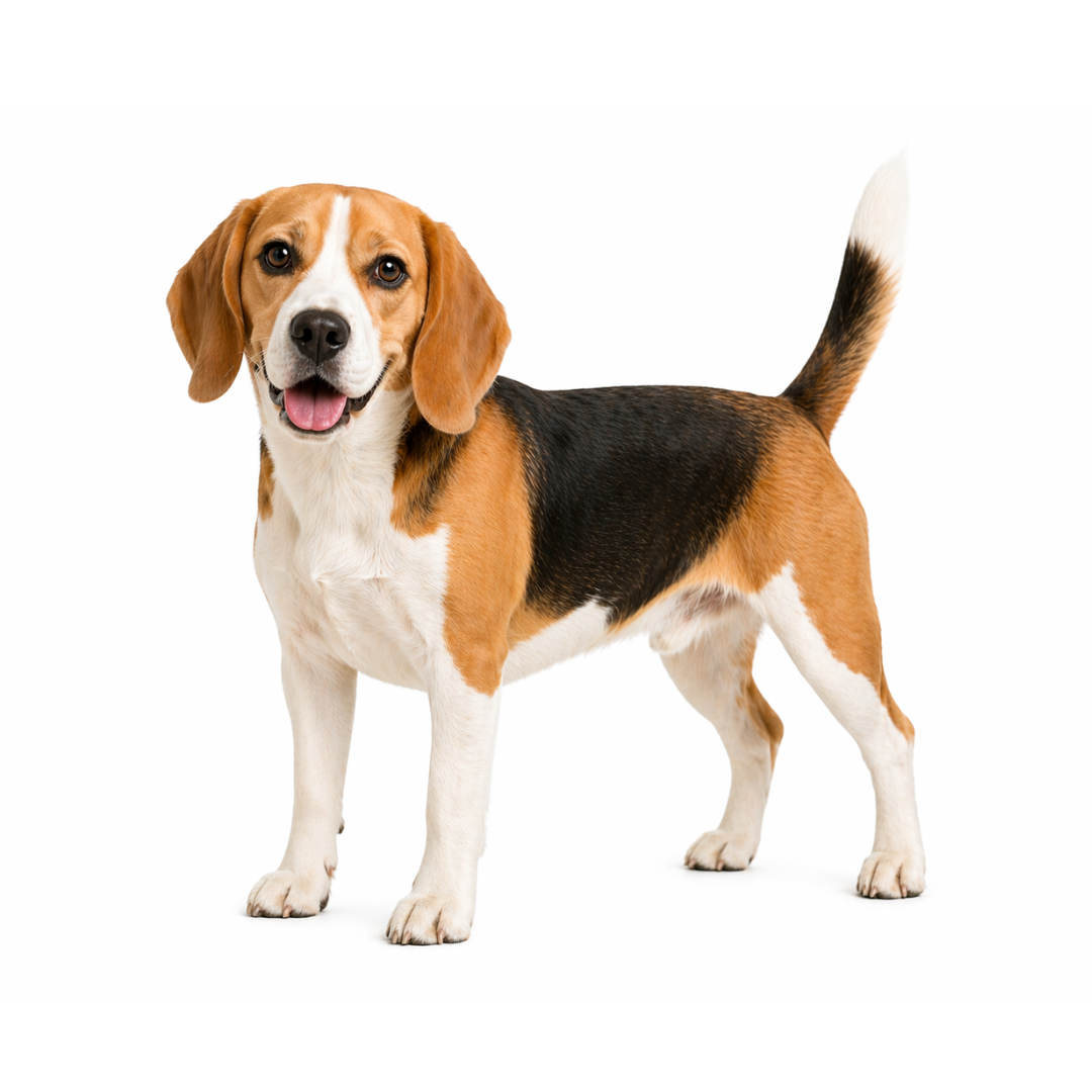 Medium Dog Breeds