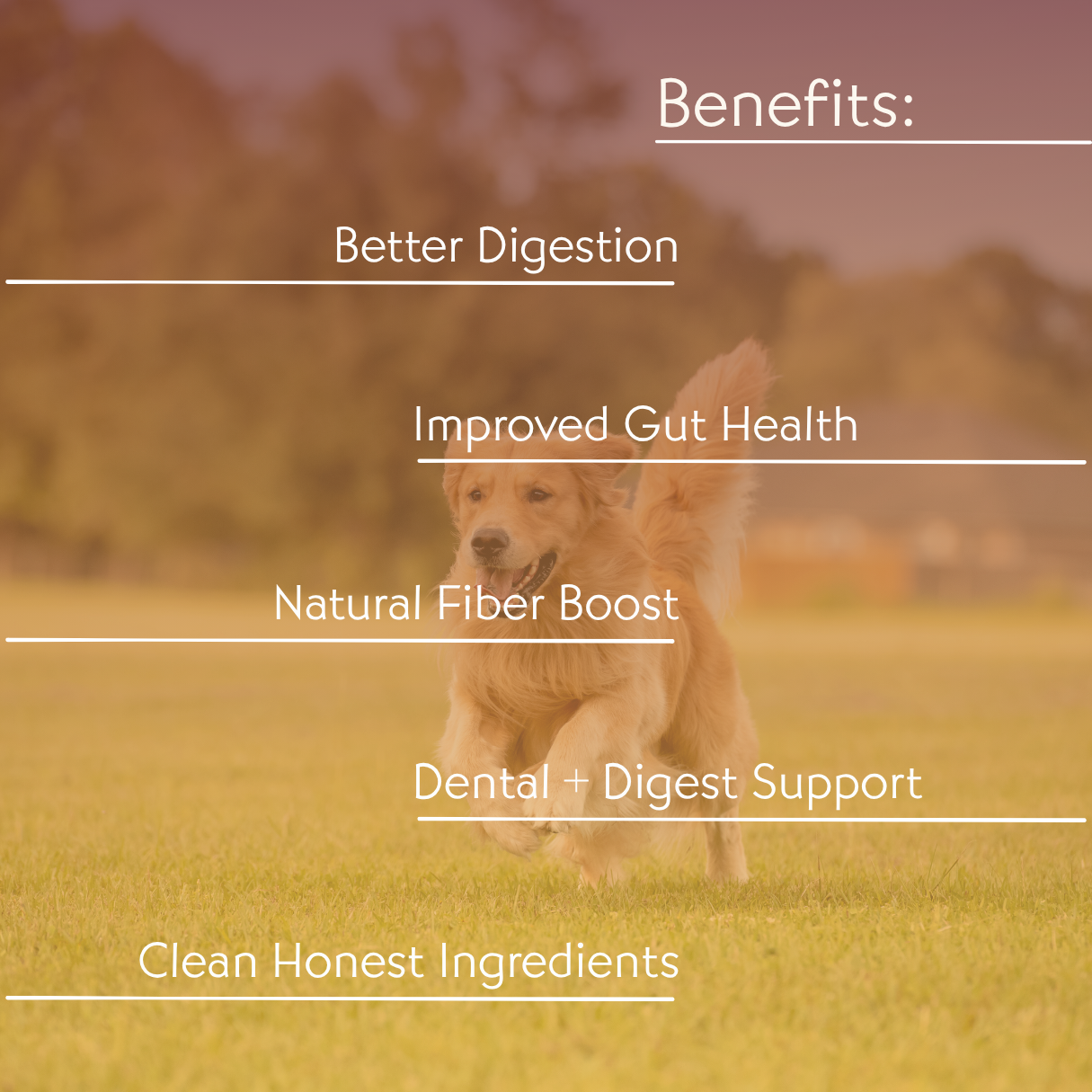 Gut Balance Nutrition Combo Dog Food