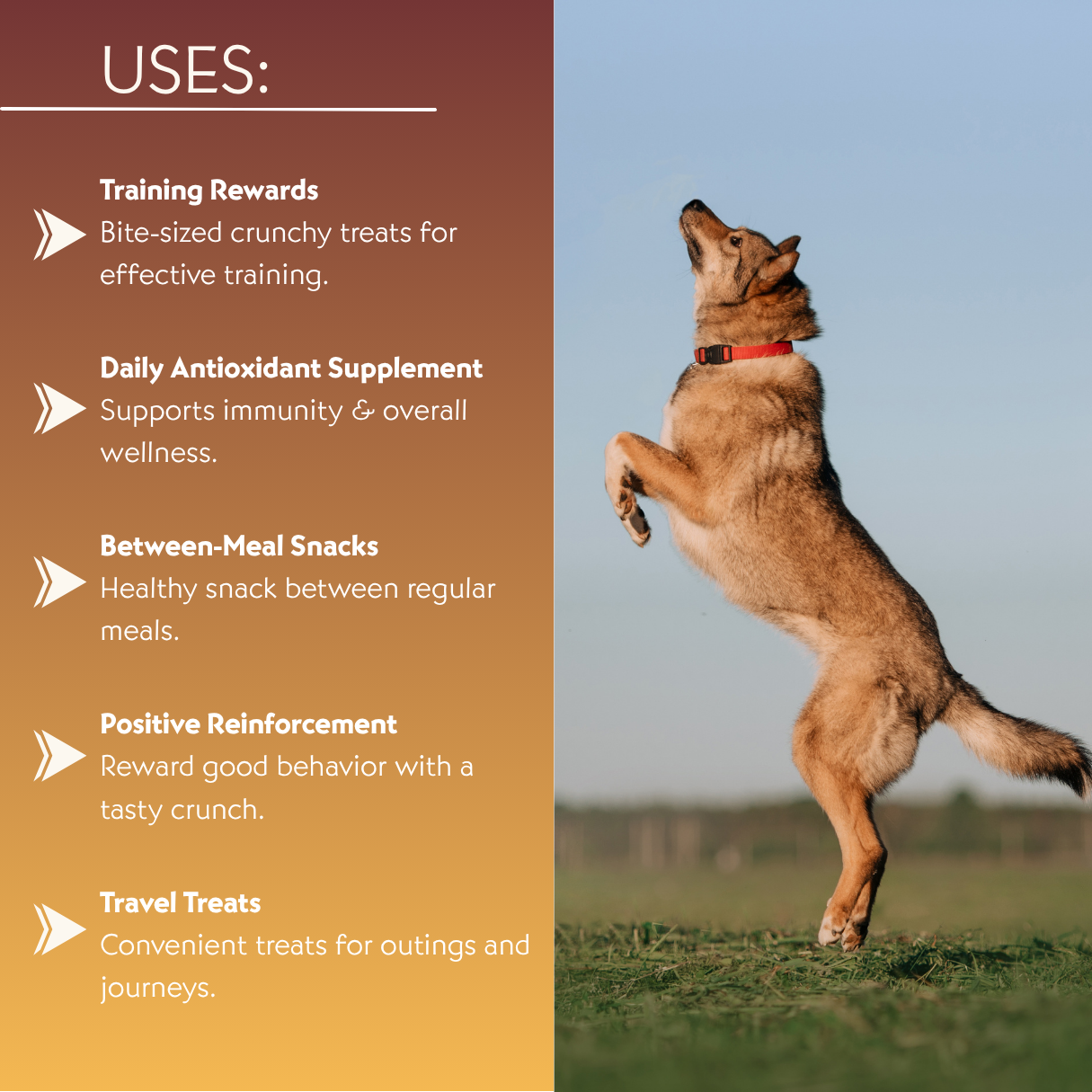Gut Balance Nutrition Combo Dog Food