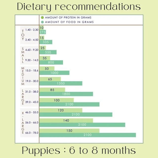 Lamb Delight Puppies - Image 4