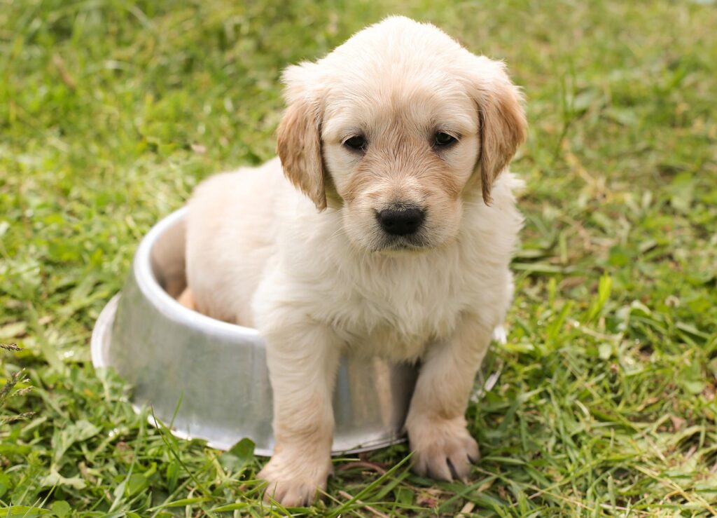 puppy, golden retriever, dog, young, nature, pet, animal, meadow, grass, purebred dog, canine, dog portrait, domestic, domestic dog, dog bowl
