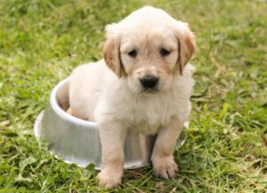 puppy, golden retriever, dog, young, nature, pet, animal, meadow, grass, purebred dog, canine, dog portrait, domestic, domestic dog, dog bowl