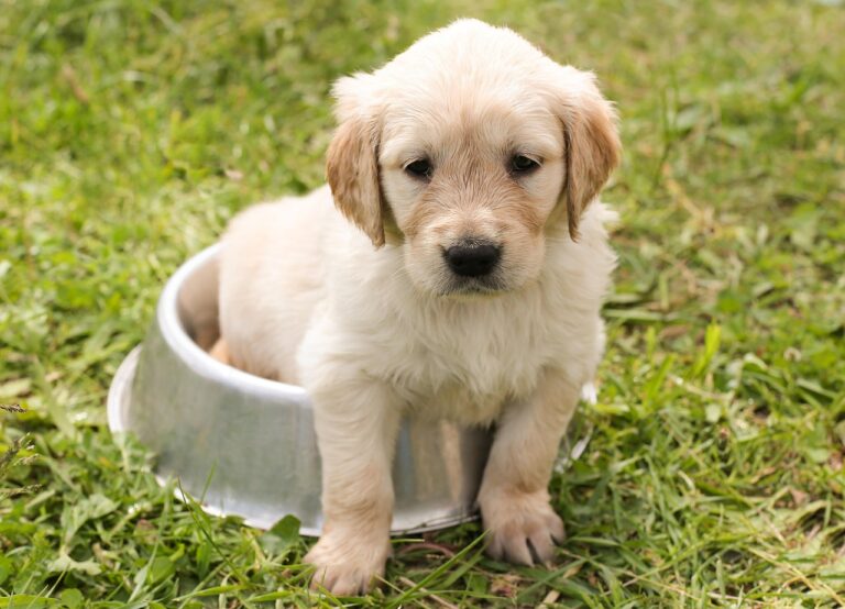 puppy, golden retriever, dog, young, nature, pet, animal, meadow, grass, purebred dog, canine, dog portrait, domestic, domestic dog, dog bowl